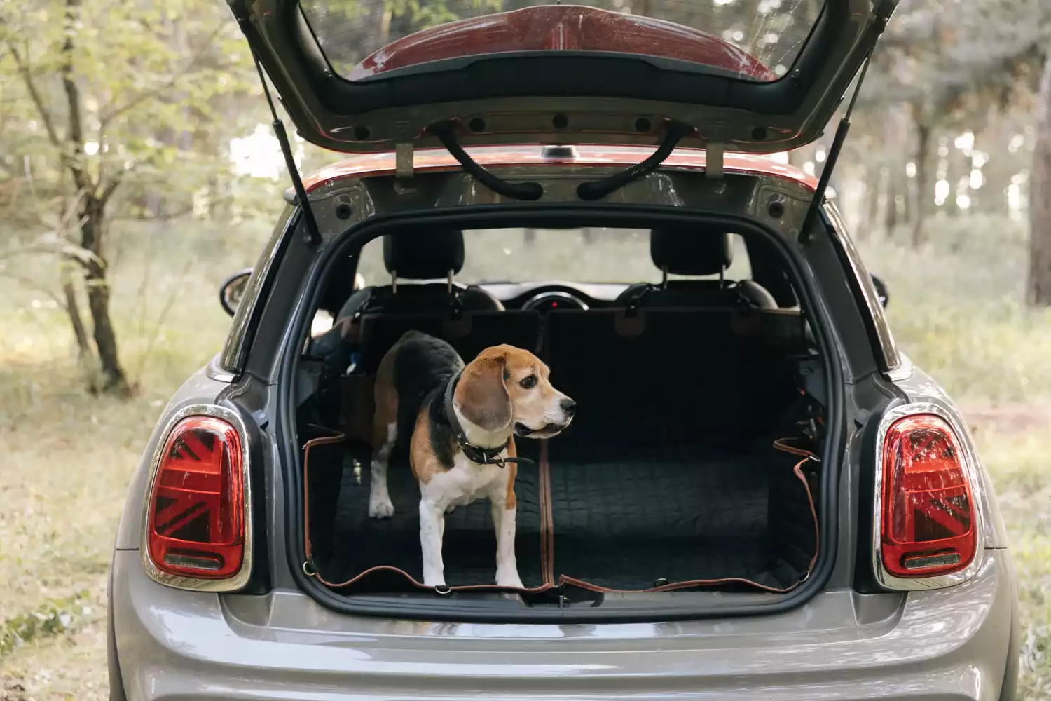 Kia Rio back seat cover for Border Terriers